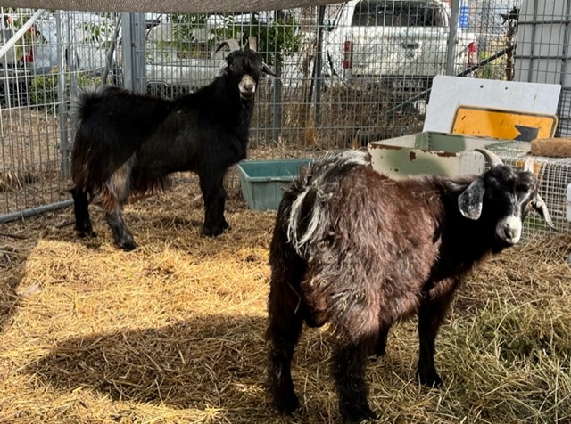 Two black male kinder goats
