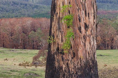 Gumtree with new growth after bushfire