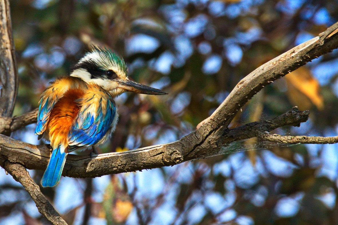 Photograph of a Kingfisher taken by Gary Cheung