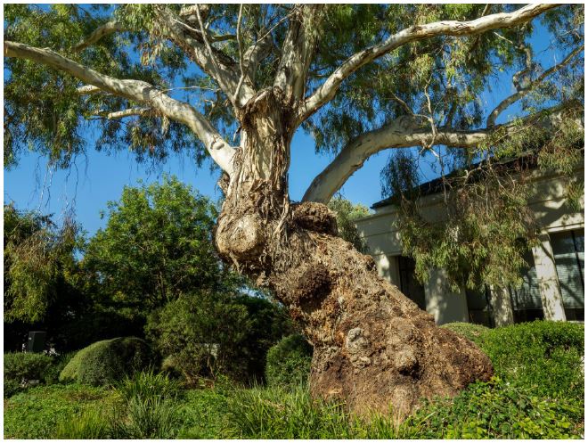 Tree Eucalyptus Meliodora Government House by Graham Gall