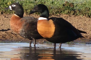 Australian-Shelduck-Bungendore-Rob-Parnell