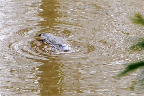 Platypus swimming in Queanbeyan River