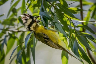 Crested-Shrike-tit-Araluen-Trevski