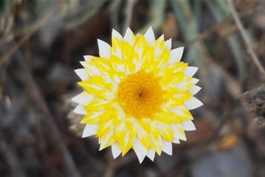 Hoary Sunray taken at Karabar by T Preston