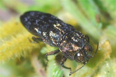 Jewelled-Beetle-Northangera-Stuart-Harris
