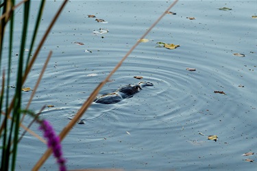 Platypus - Collett Street Queanbeyan by Simone