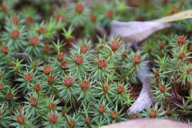 Polyrichum juniperinum by Lisa H