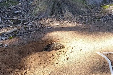 Short-Beaked-Echidna-Carwoola-Zoe