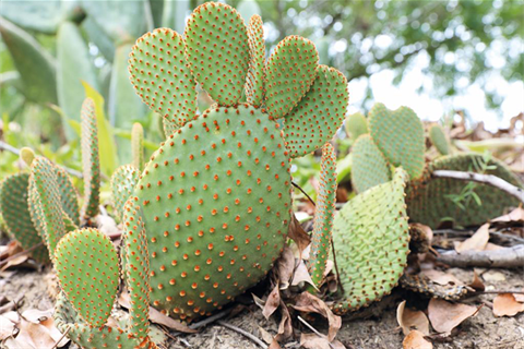 Picture of a type of prickly pear cactus called Blind Cactus