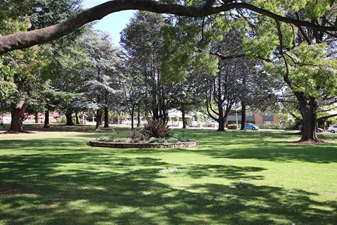 Mature-trees-in-Queanbeyan-Park.jpg