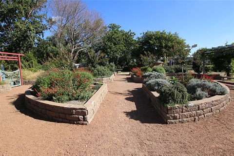 The sensory gardens in Ray Morton park contains plants that challenge all senses