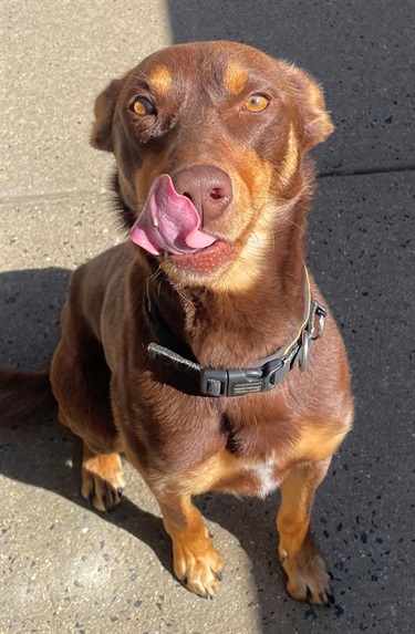 Bowie the big dog