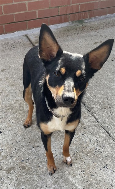 Dixi the small dog