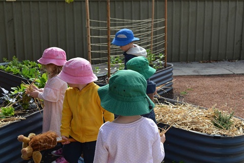 Children in Family Day Care checking for vegetables