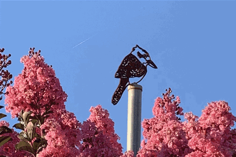 Public Artwork of Kookaburra on Crawford Street