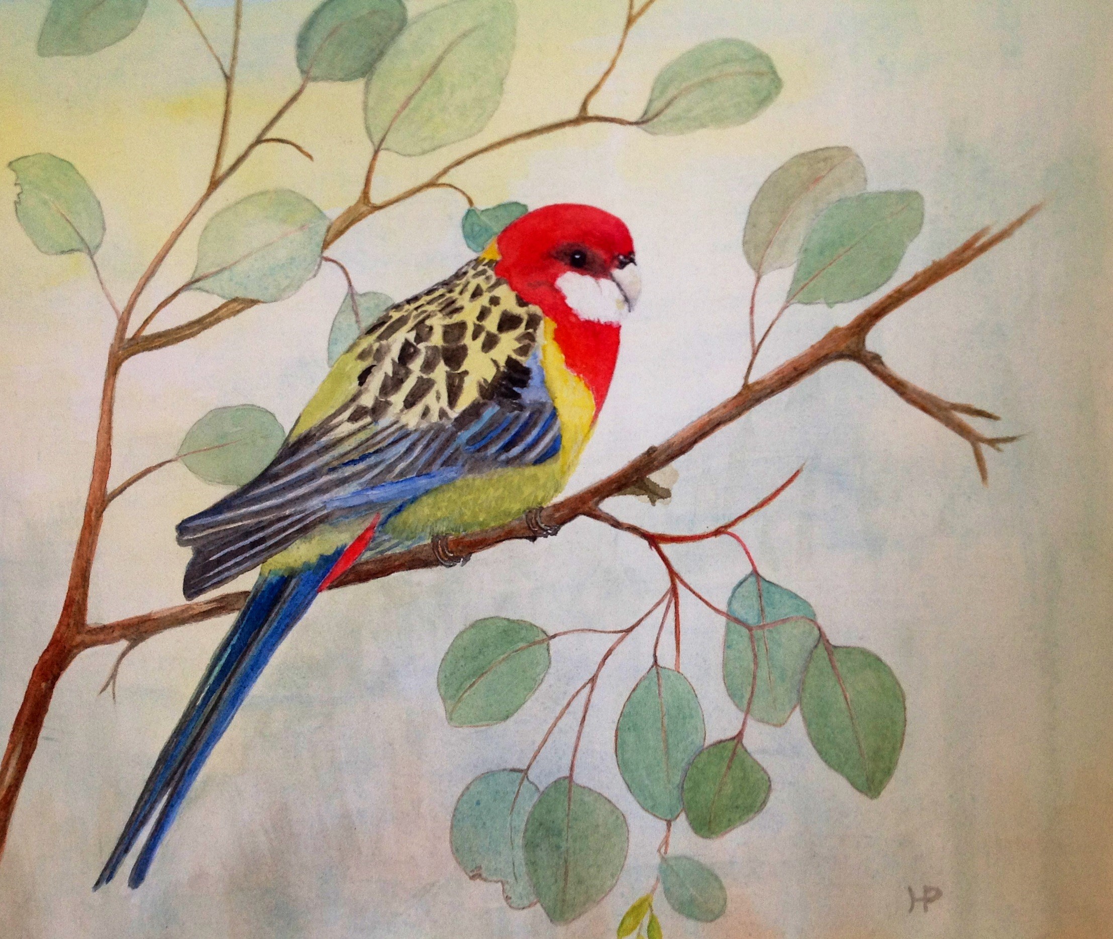 Eastern Rosella watercolour by Helen Peart