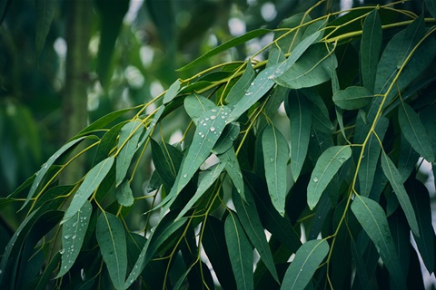 Eucalypt walk