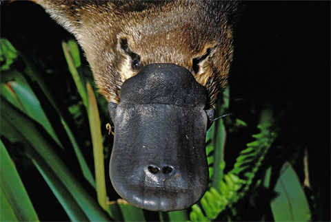 Platypus swimming in river