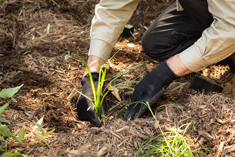 Planting small plants in open area