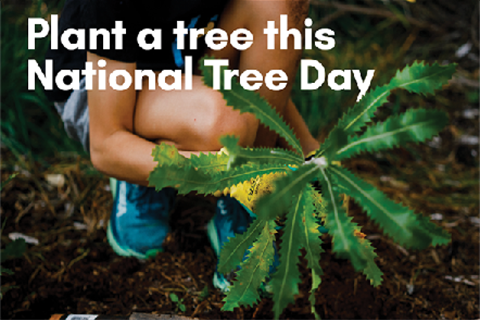 Person planting tree
