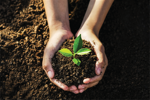 Planting seedlings in ground