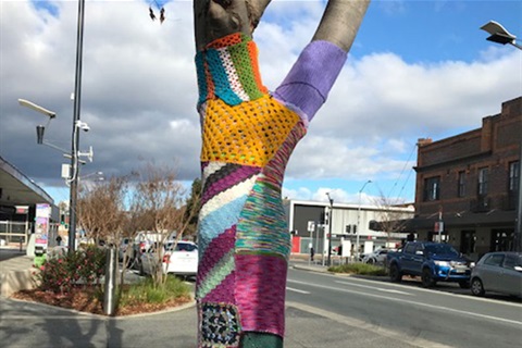 Tree that has been yarn bombed Crawford Street Queanbeyan