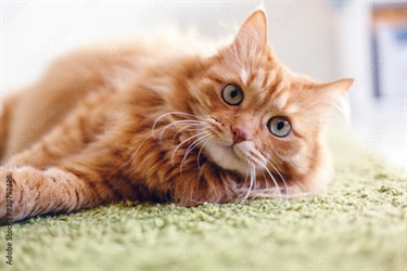 Ginger 1