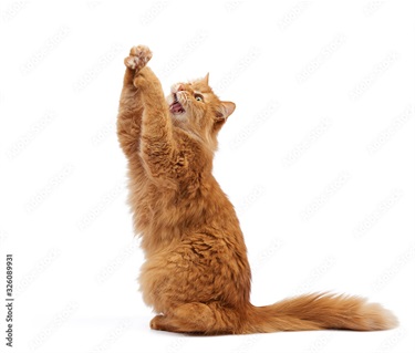 Ginger 2