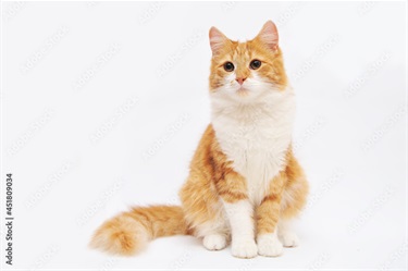 Ginger 3