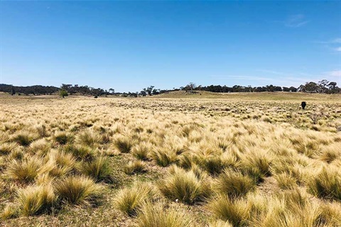 Paddock filled with serrated tussock weeds