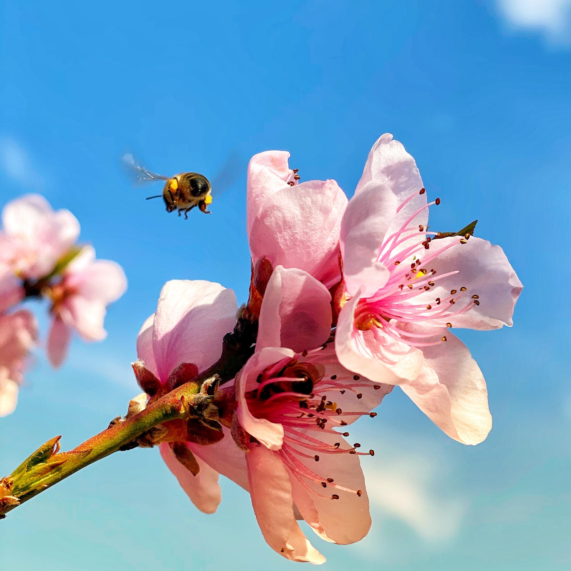 Blossom and a bee