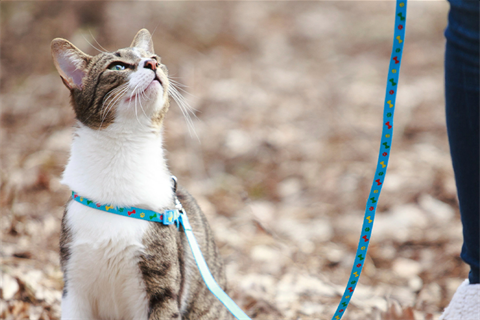 Cat on lead