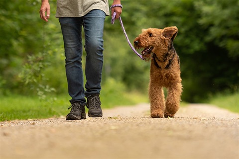 Man walking a dog on a leash