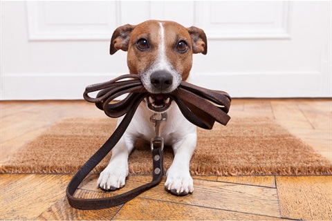 Dog with leash - Reminder about companion animals fines image.jpg