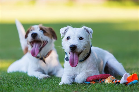 Dogs playing