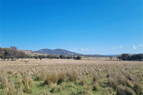 Image description: View of paddock towards mountains