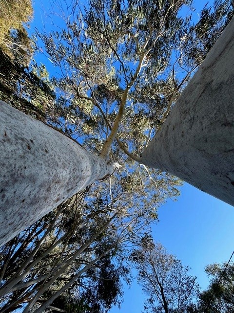 Looking up at a eucalypt