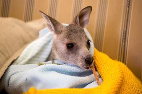 Kangaroo joey being cared for by humans