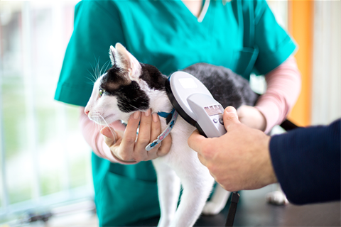 Vet using microchip reader to identify cat