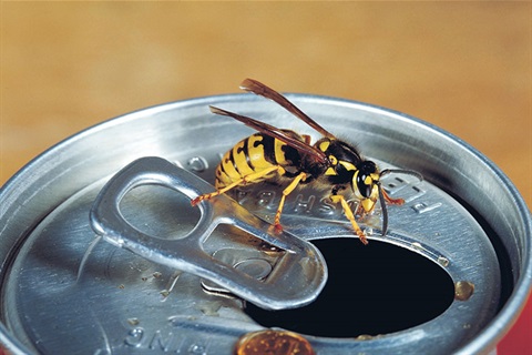 1636044_European_wasp.png